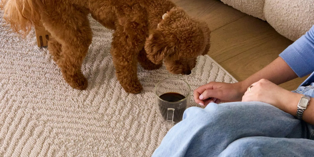 Best rug for a sitting room styled with the soft visual weight of Groundstory Estate
