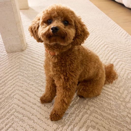 Pet Safe Area Rug: What OEKO-TEX Certification Really Means