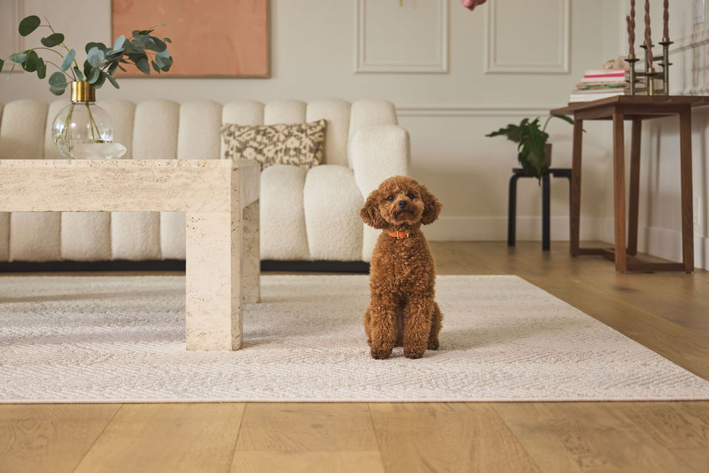 Groundstory Elementa spill resistant area rug in a living room with a dog on hardwood floors