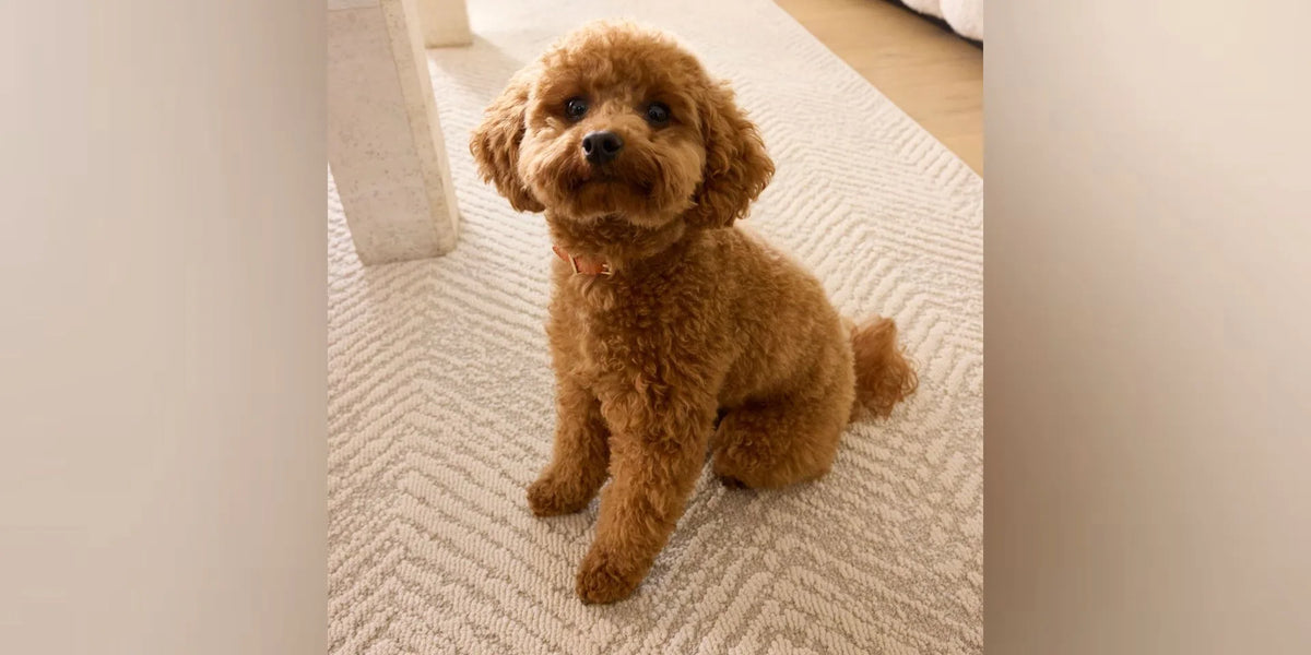A dog resting on a patterned area rug in a bright home