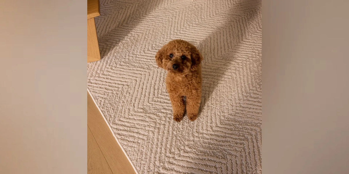 Area rug anchoring a seating arrangement in a bright room with tall ceilings